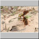 Nomada lathburiana - Wespenbiene w17.jpg